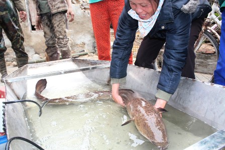 Con[-]cá[-]chình[-]dài[-]1,5m,[-]có[-]trọng[-]lượng[-]gần[-]10kg[-]được[-]ông[-]Tý[-]bán[-]15[-]triệu[-]đồng